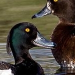 _04B0768 Couple de  morillons